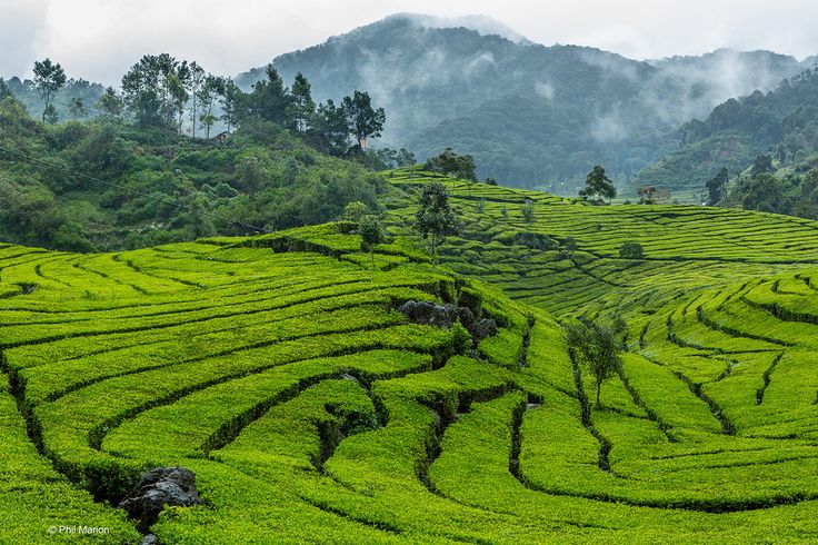 Kebun Teh Pangalengan